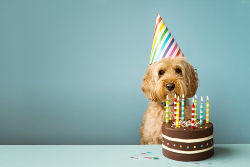 Gâteau d'anniversaire pour chien